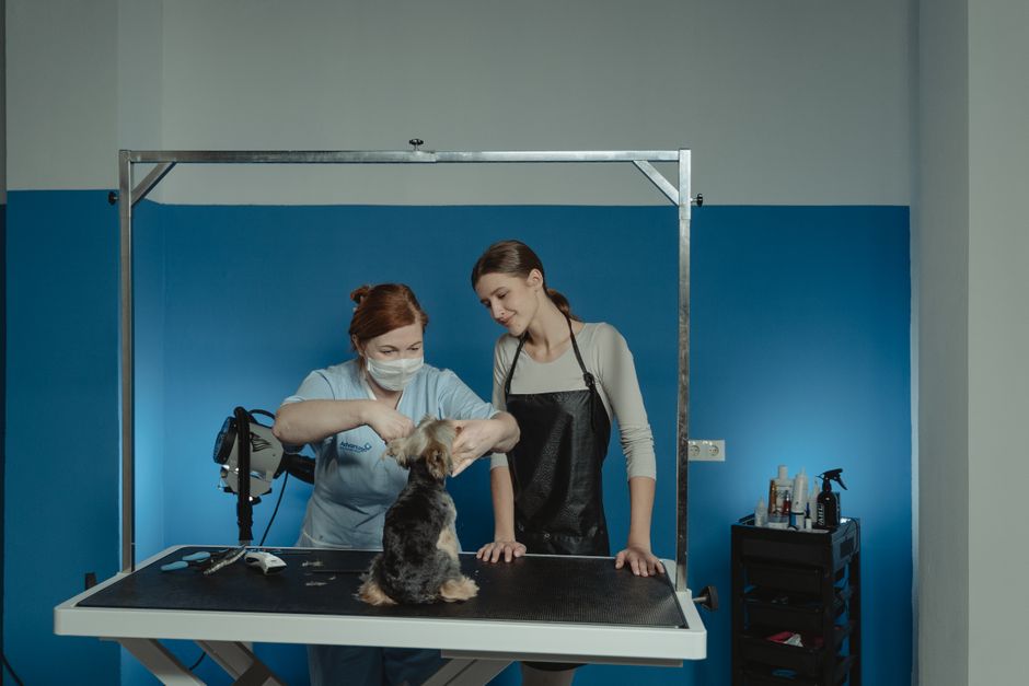 A dog groomer and her assistant tend to a Yorkshire Terrier on a grooming table.