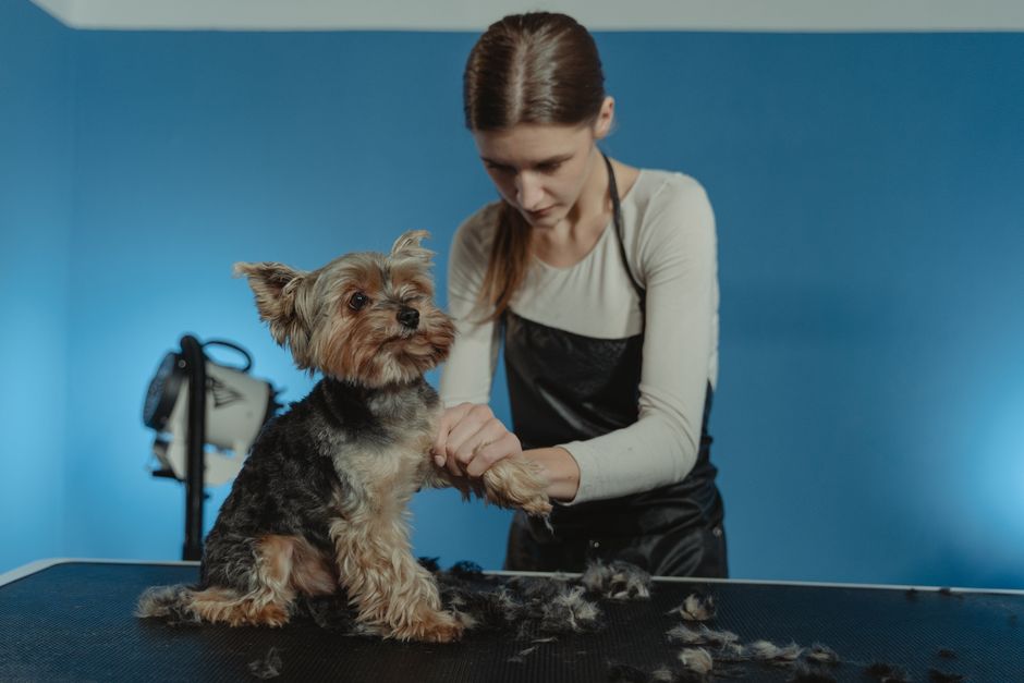 Professional groomer working on a Yorkshire Terrier's fur in a bright studio setting.